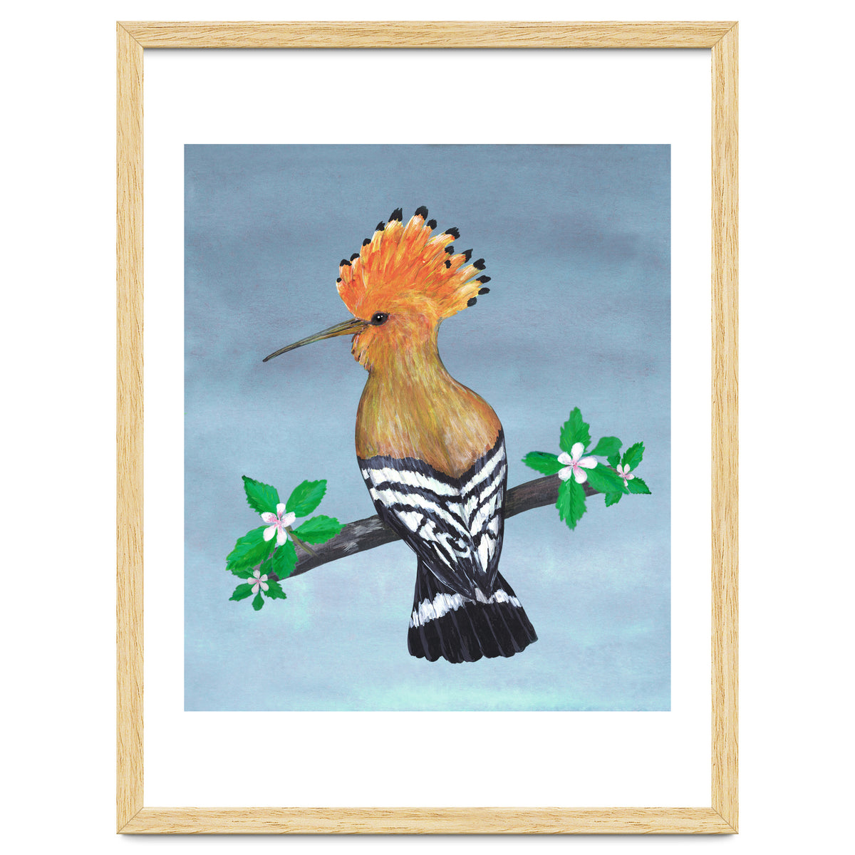 Hoopoe bird