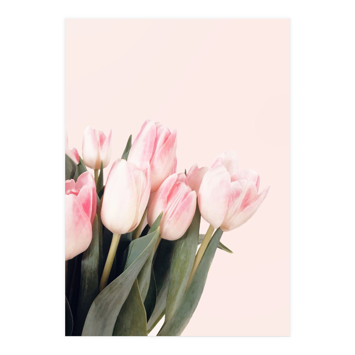 Pink Tulips (Print Only)