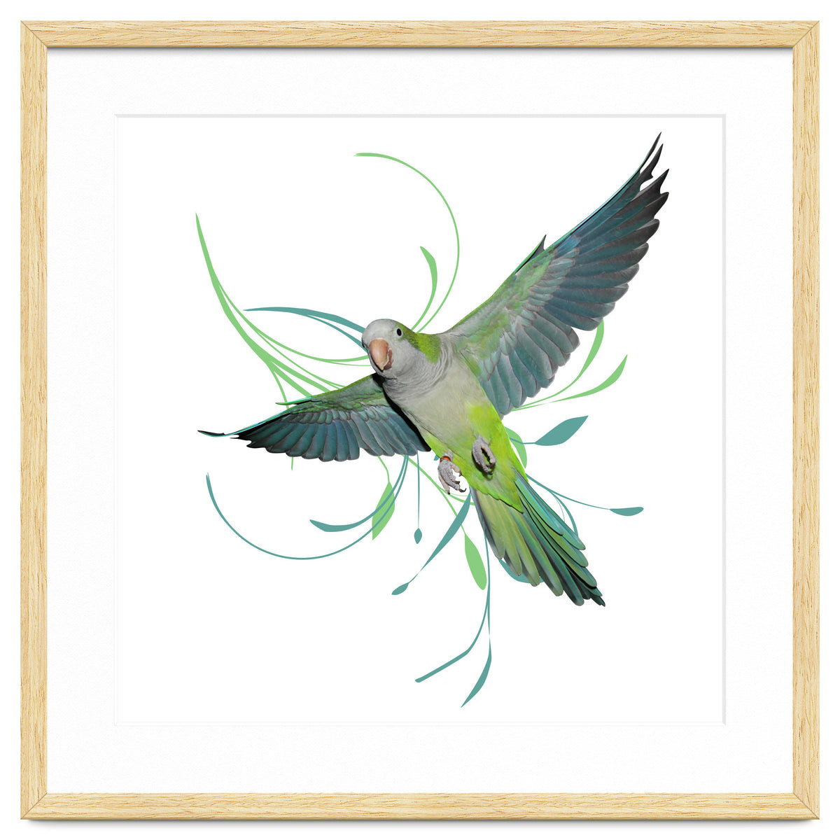 Flying quaker parrot