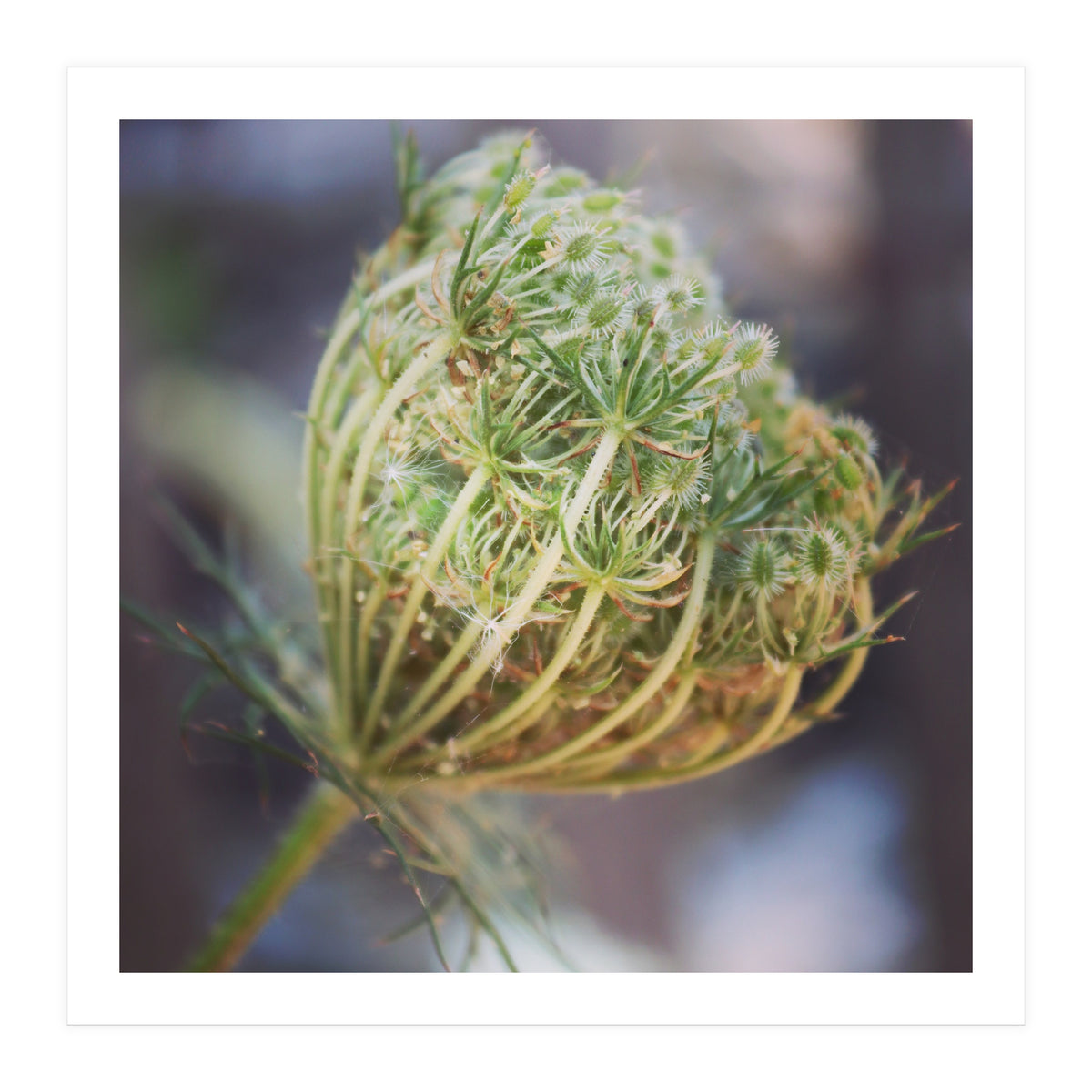 Seed head (Print Only)