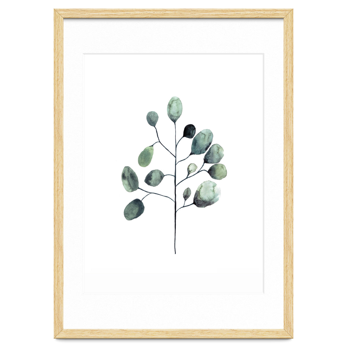 Botanical Illustration Eukalyptus