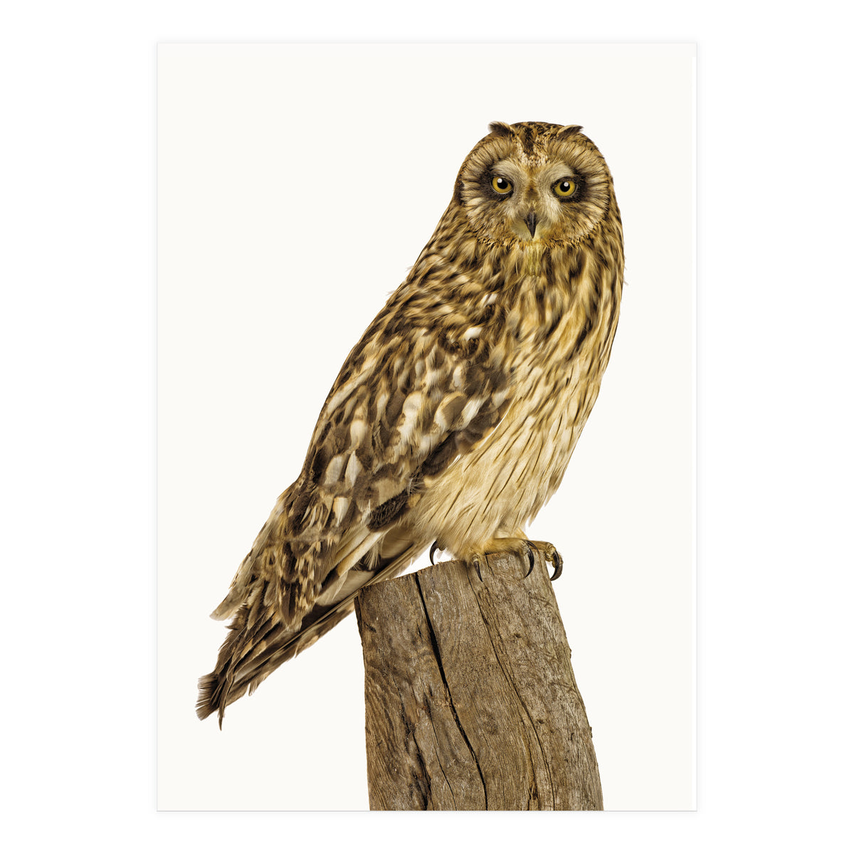 Cc Birds 01 (Print Only)