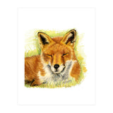 Red Fox Sleeping  (Print Only) thumbnail