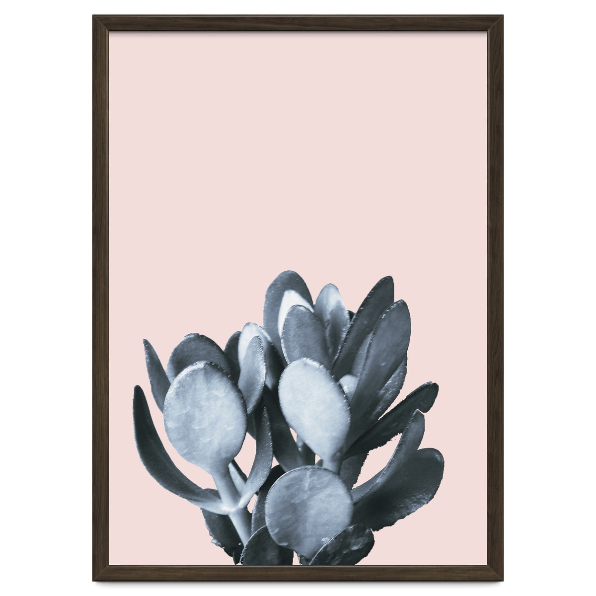 Cactus collection BL-II