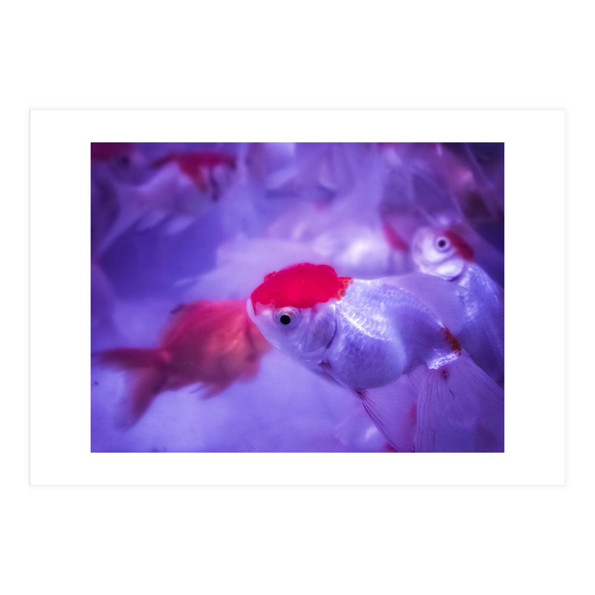 Golden Fish (Print Only)