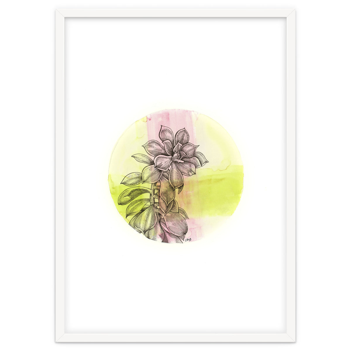 Succulent On Pink And Green