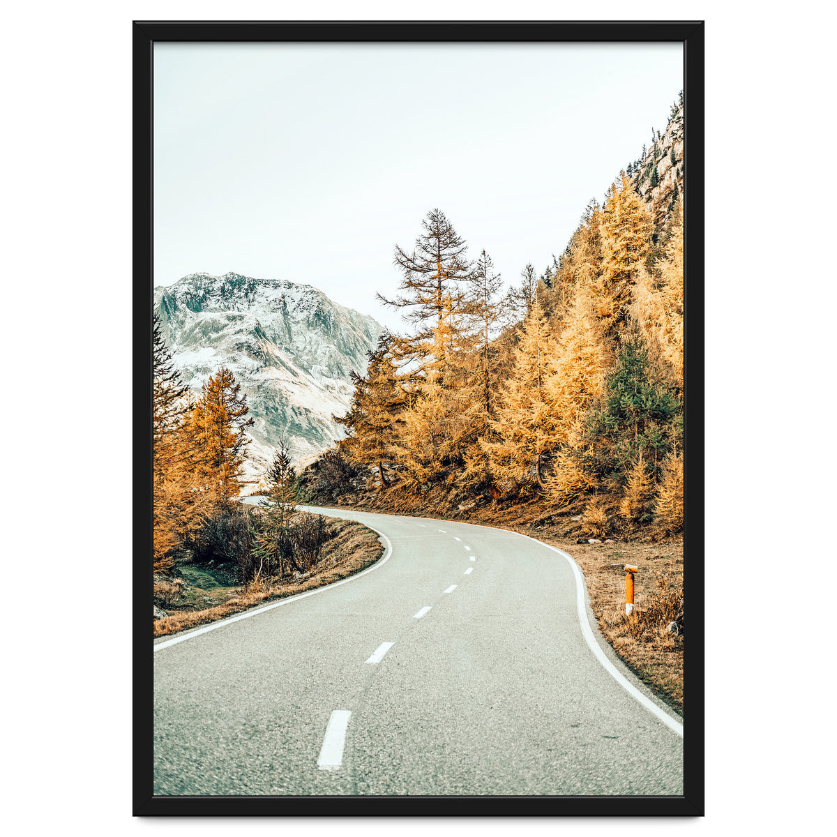 Snow and Golden Pine