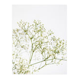 Flowers (Print Only) thumbnail