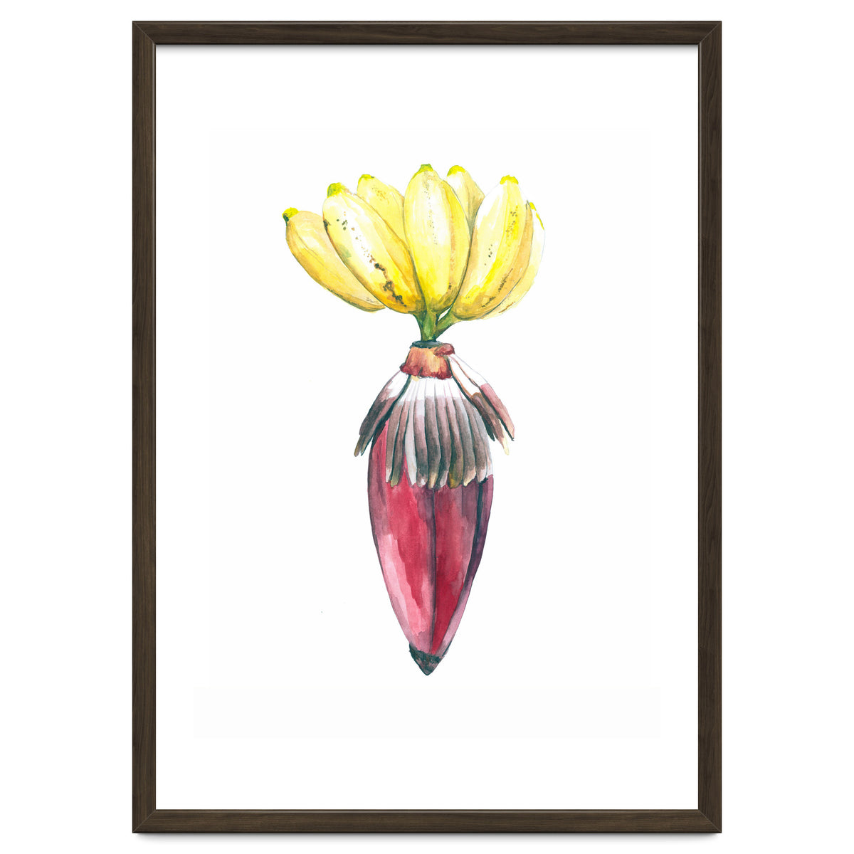 Botanical Illustration Banana