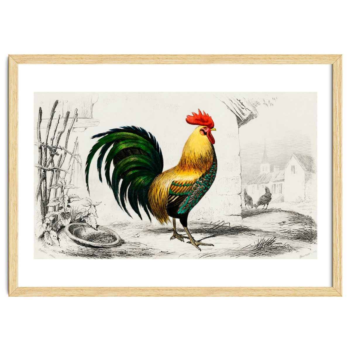 Cock illustrated