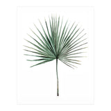 Botanical Illustration Fanpalm (Print Only) thumbnail
