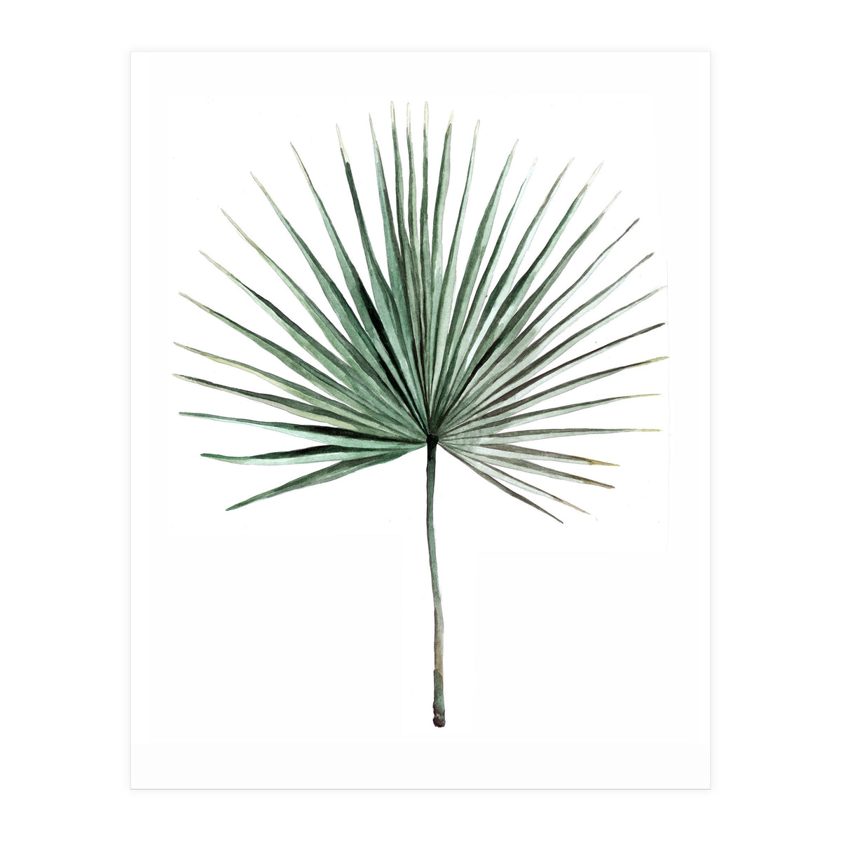 Botanical Illustration Fanpalm (Print Only)