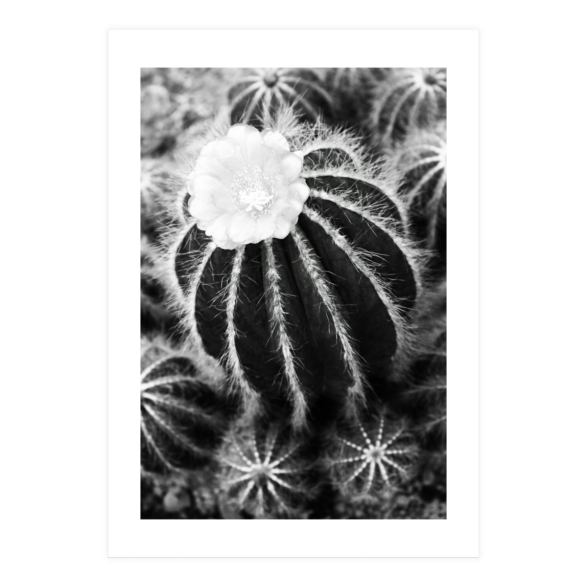 Cactus (Print Only)
