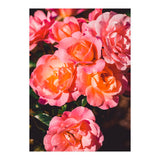 Rose  (Print Only) thumbnail