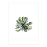 Botanical Illustration Succulent (Print Only) thumbnail