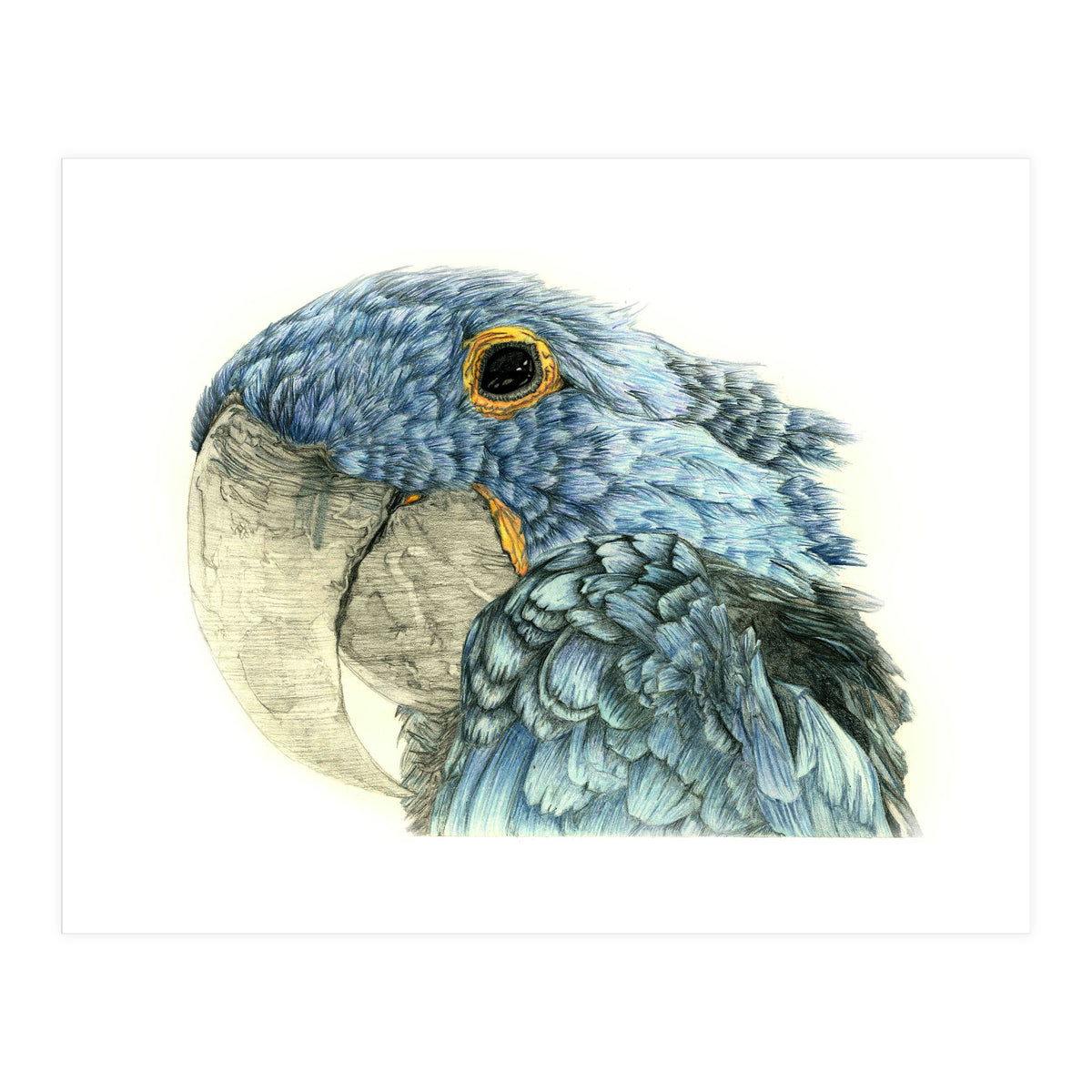 Blue Parrot (Print Only)