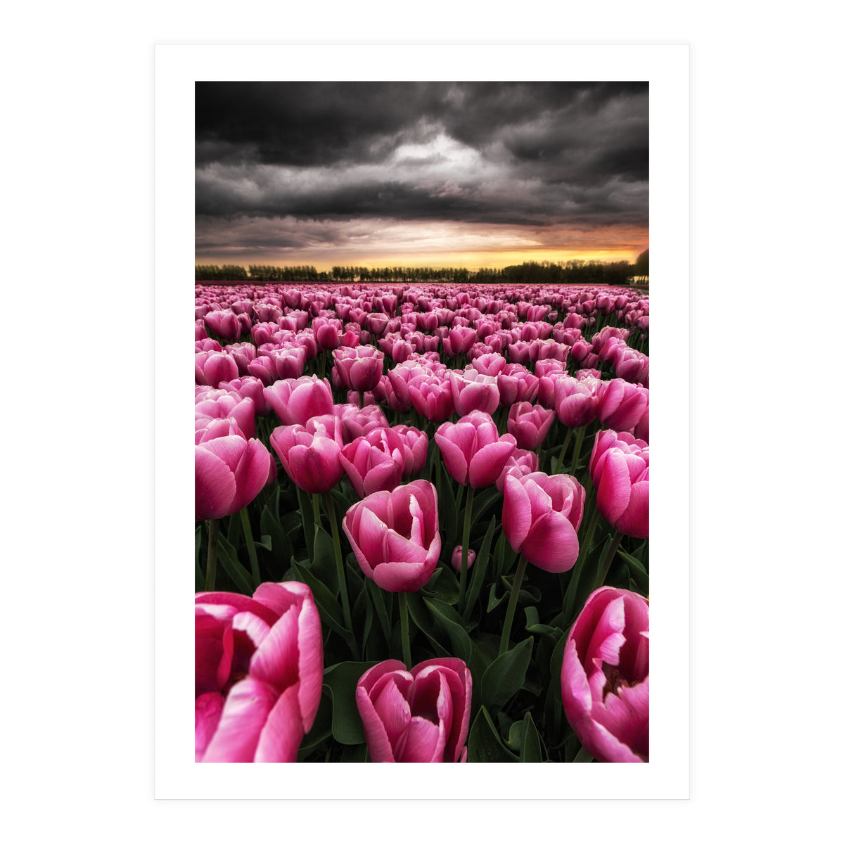 Spring Palette (Print Only)