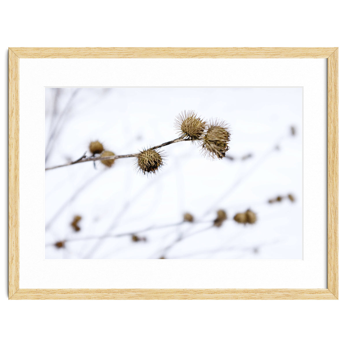 Winter Thistles