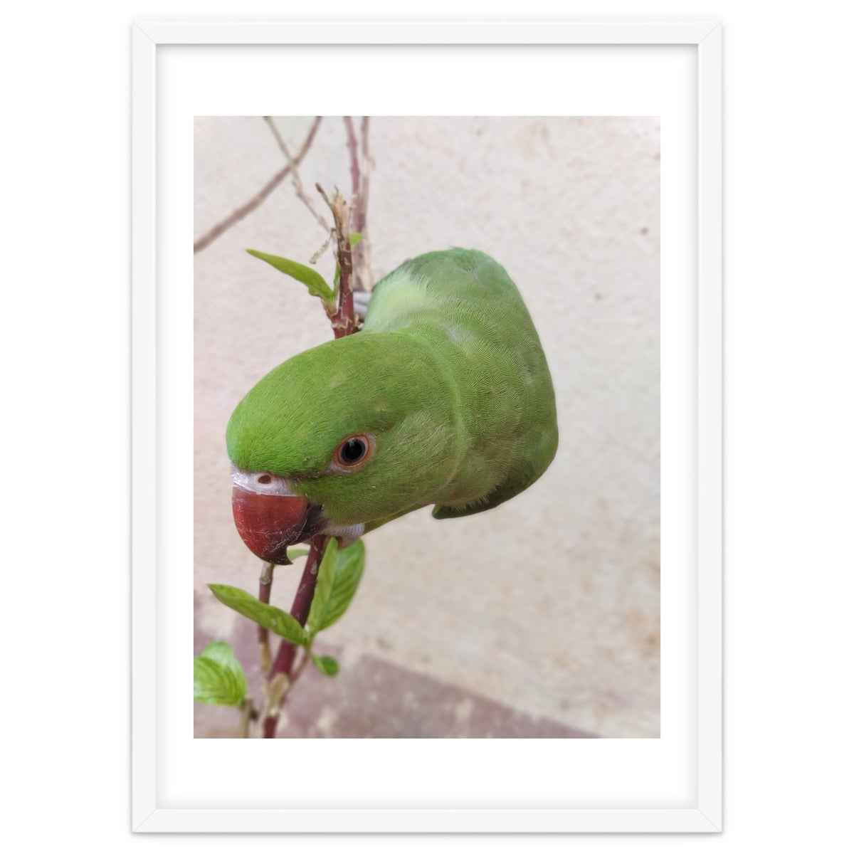 My Cute Parrot