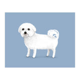 Bichon Frise (Print Only) thumbnail