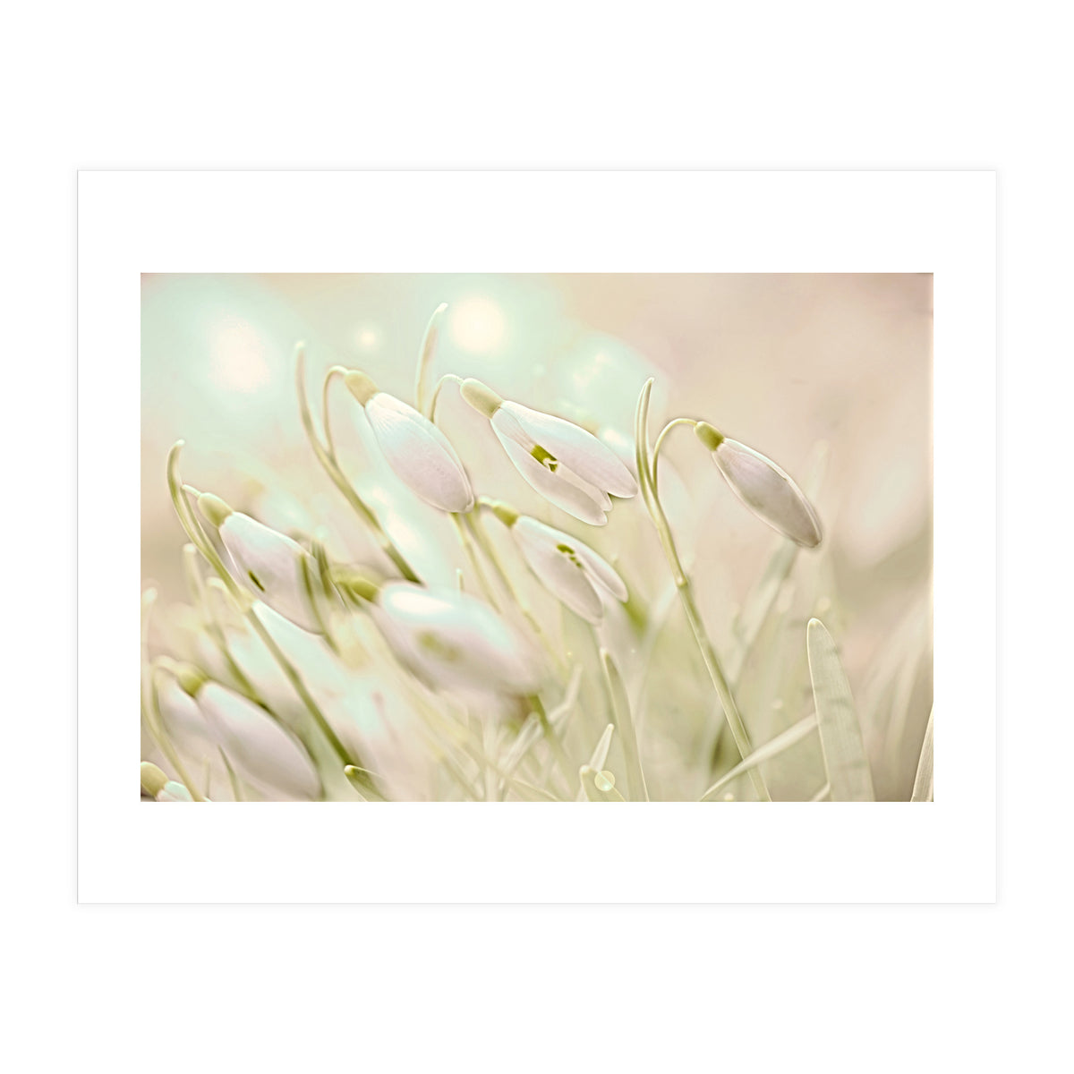 Enchanting Snowdrops (Print Only)