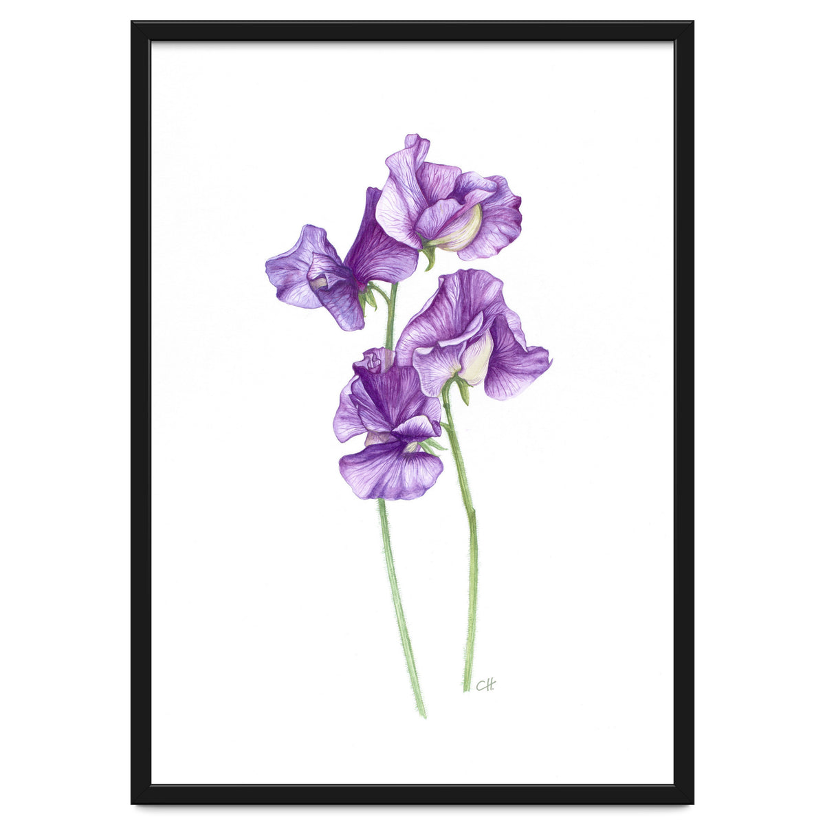 A Purple Posy Of Sweet Peas