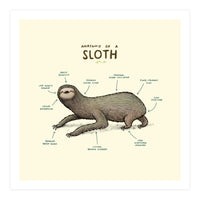 Anatomy Of A Sloth (Print Only)