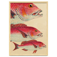 Fish Classic Designs 7