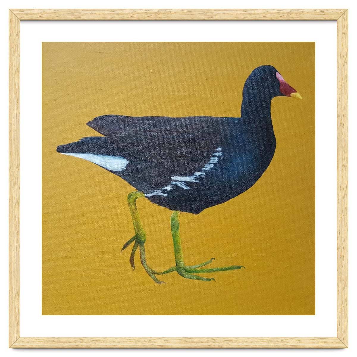 Moorhen