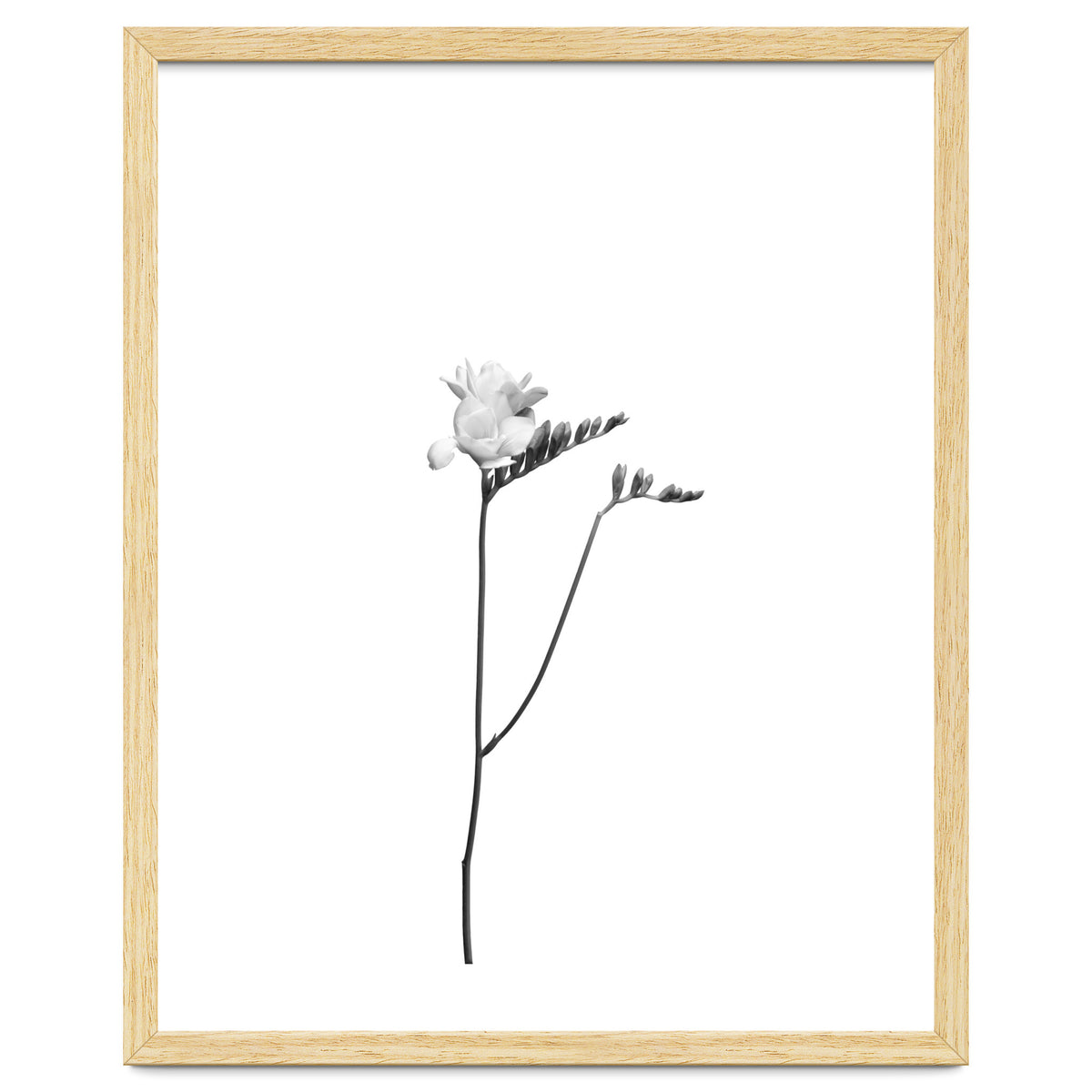 Freesia | bright design