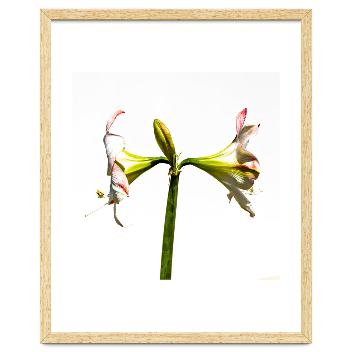 Amaryllis 3