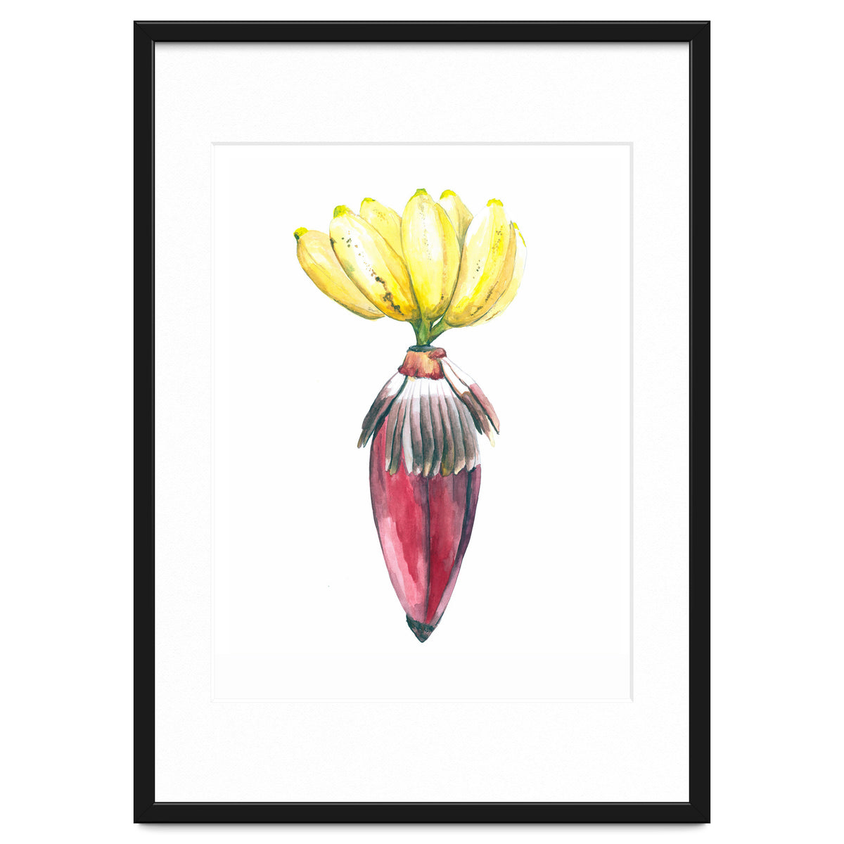 Botanical Illustration Banana