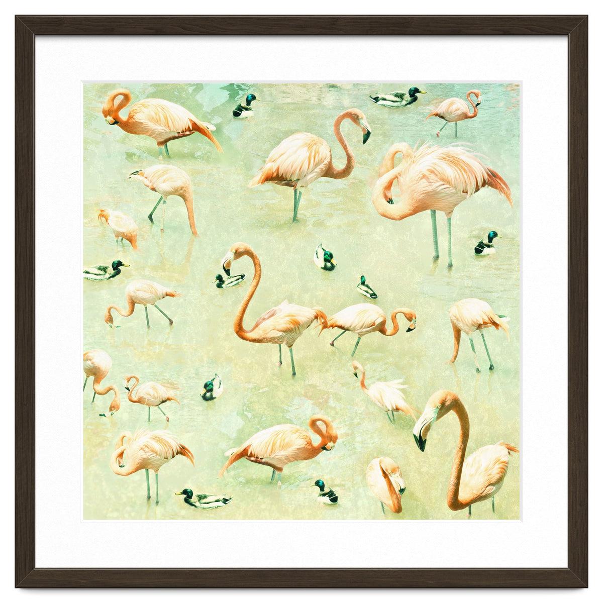 Flamingos