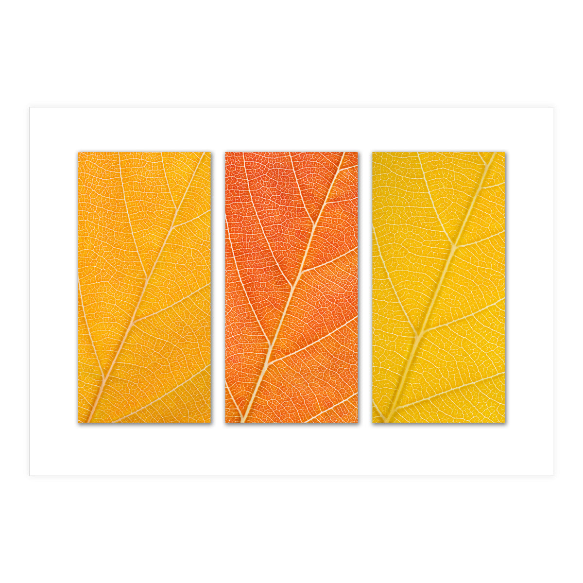 Autumn Leaves (Print Only)