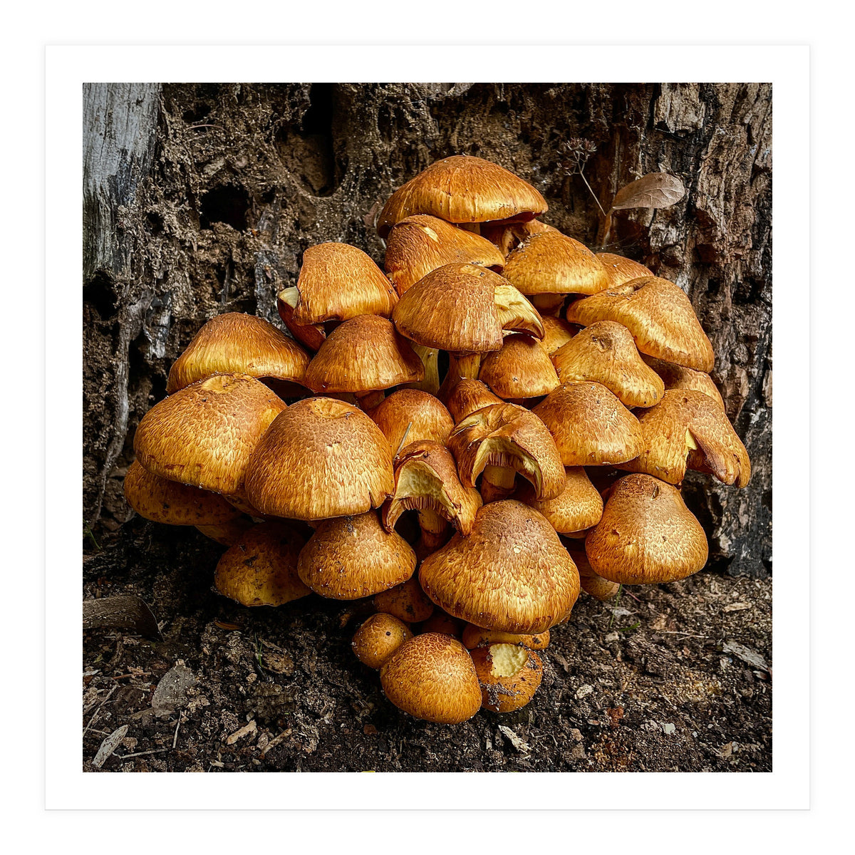 Tree Fungi  (Print Only)