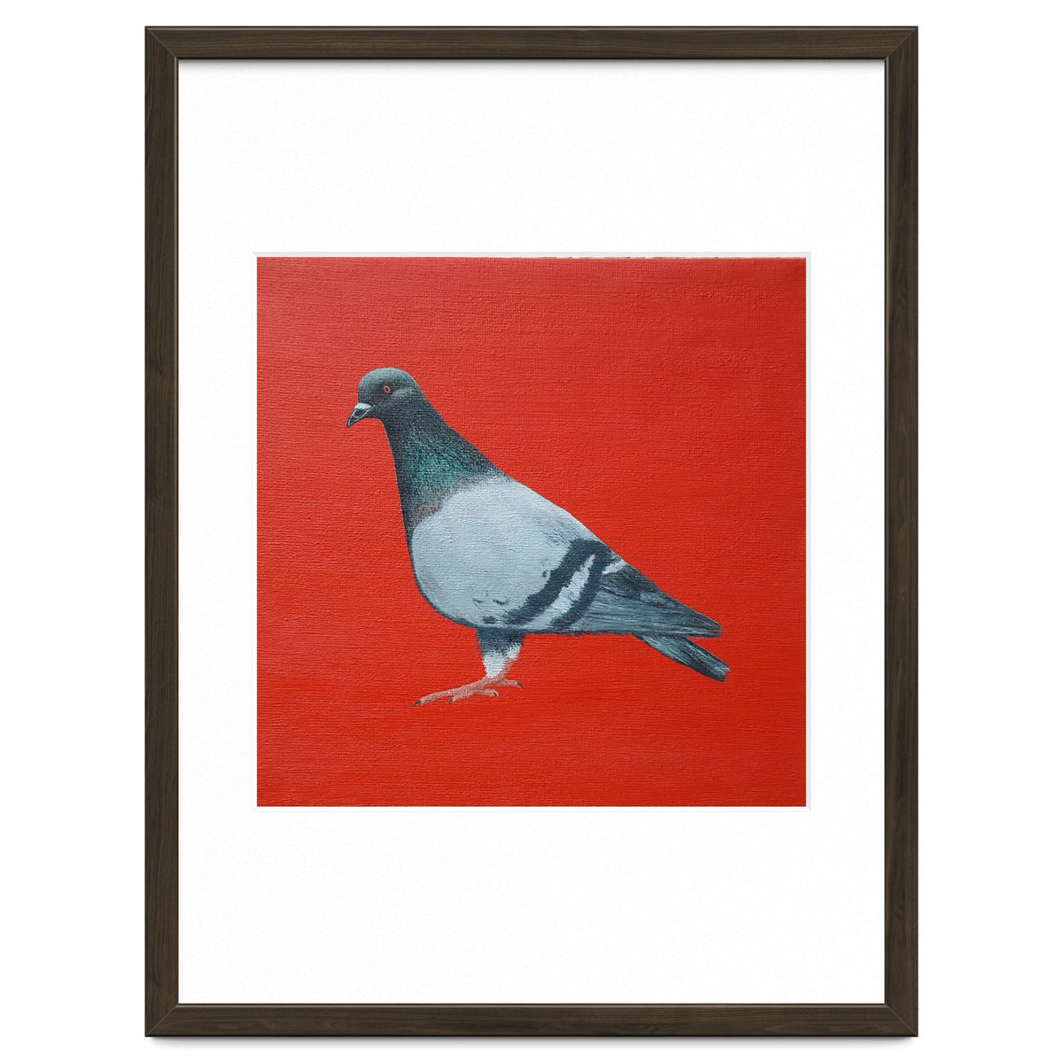 Pigeon