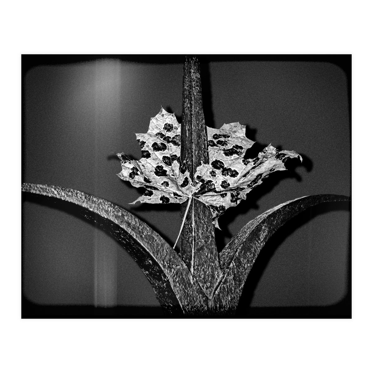 Womens Lib (Print Only)