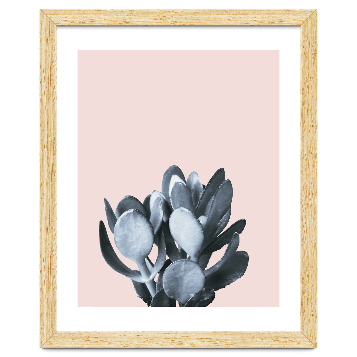 Cactus collection BL-II