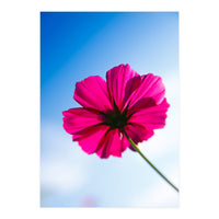 RED FLOWER (Print Only)