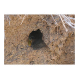 Wasp World (Print Only) thumbnail