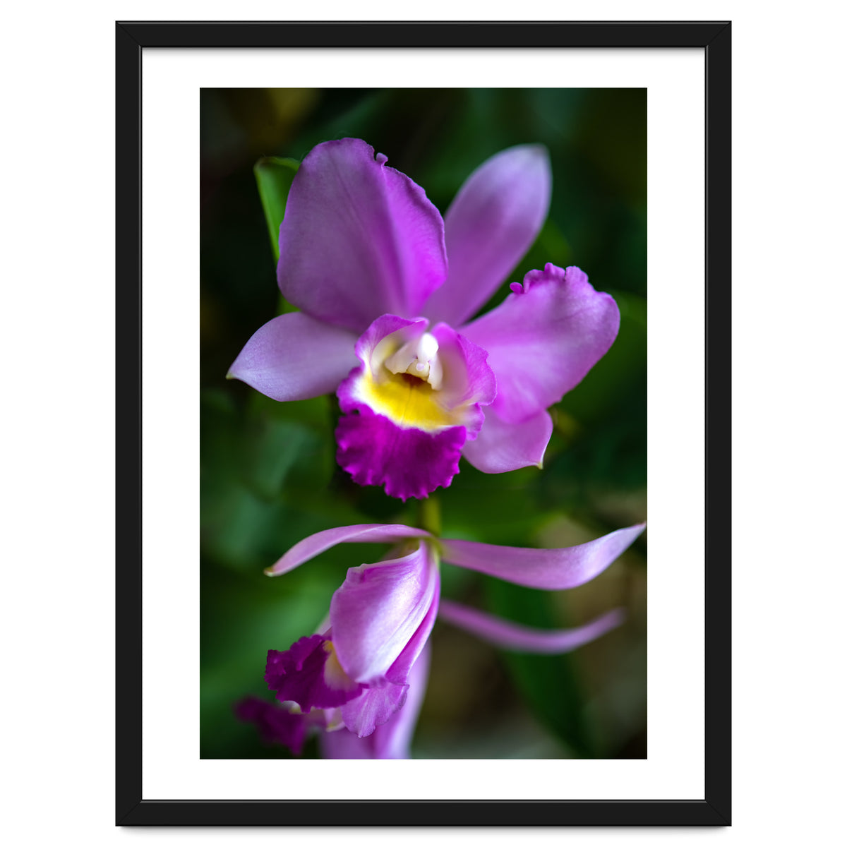 Cattleya Orchidee
