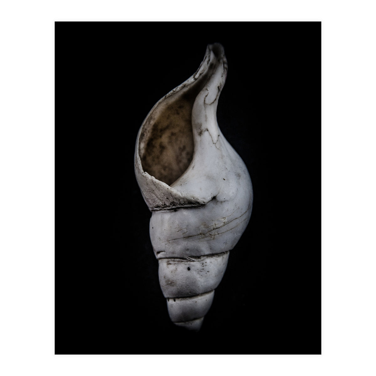 Shells No 12 Color Version (Print Only)