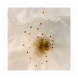 Milk Blossom (Print Only) thumbnail