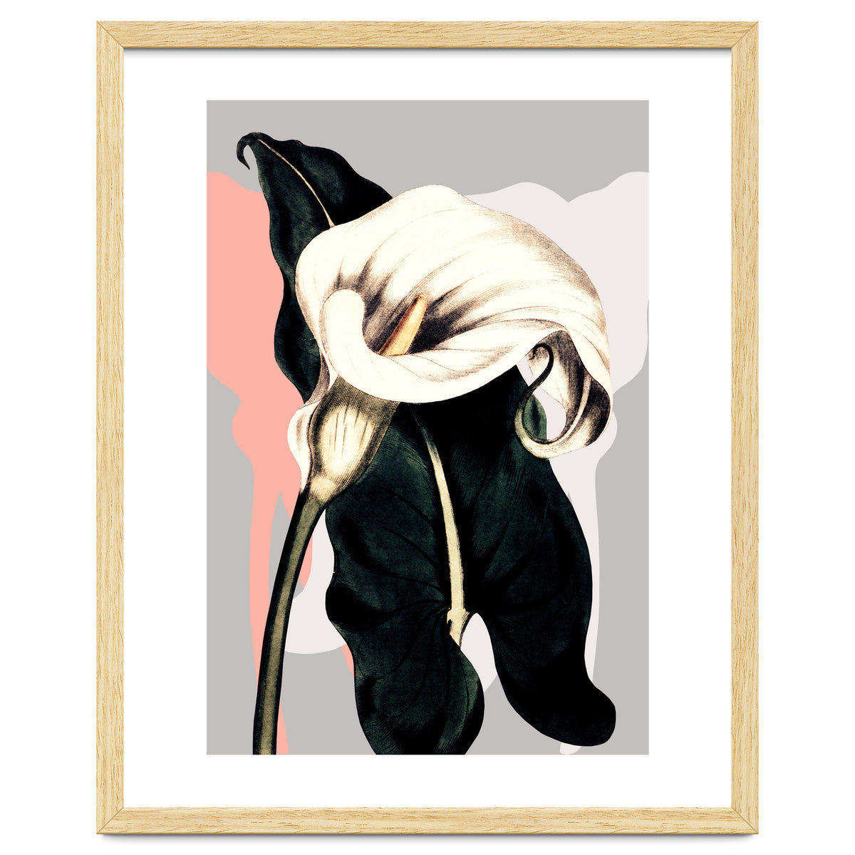 Calla lily flower