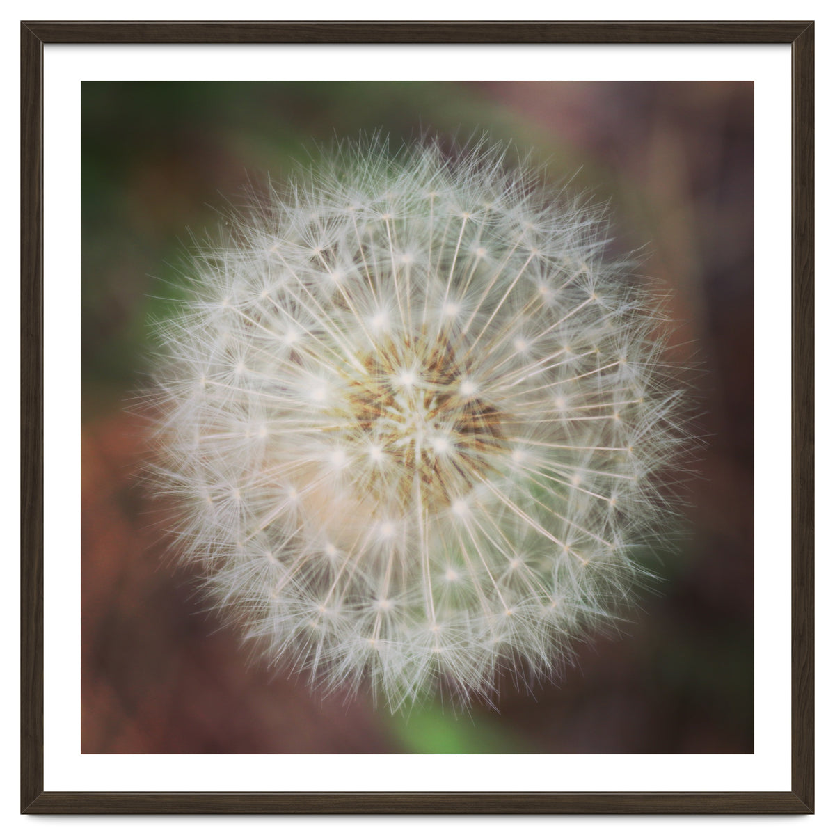 dandelion clock