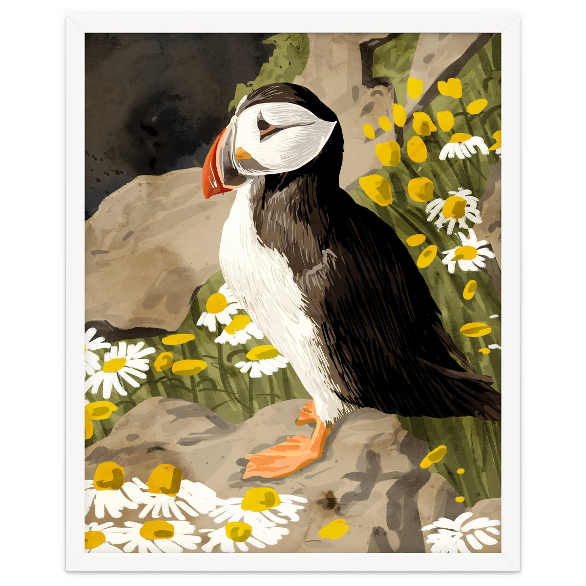 Puffin