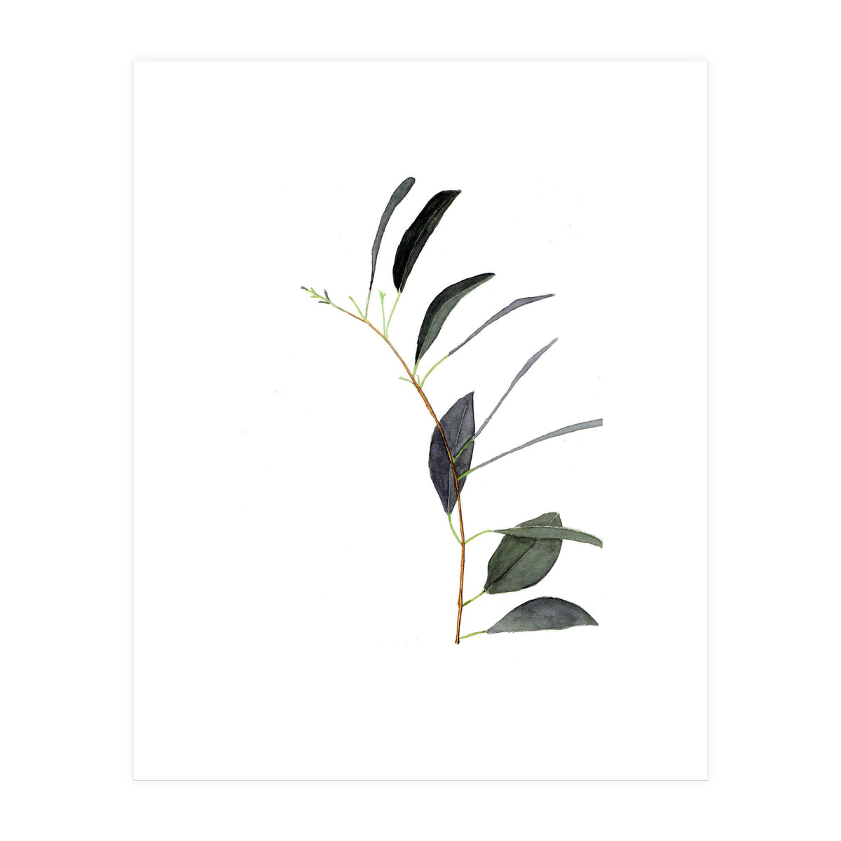Untitled #14 - Eucalyptus (Print Only)