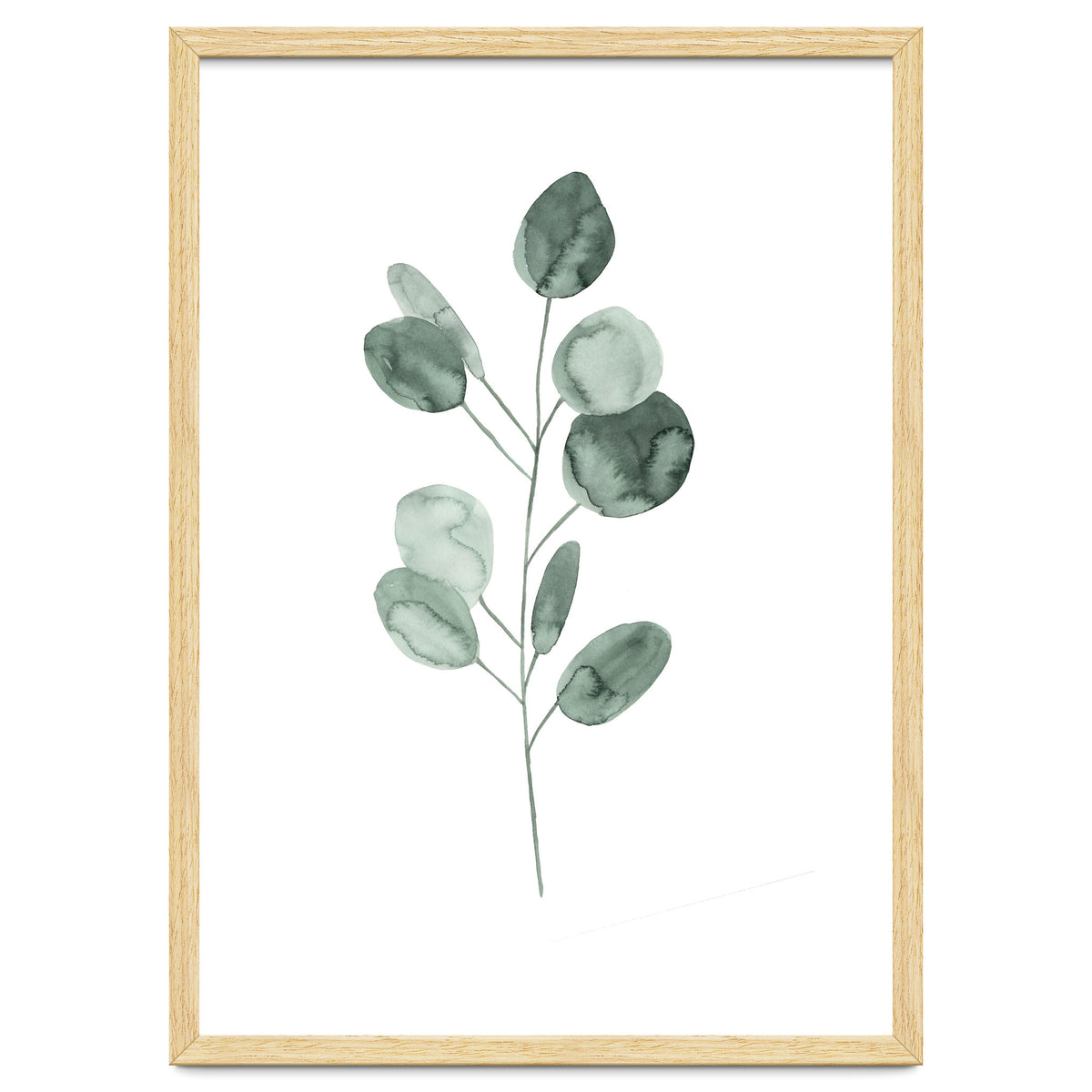 Botanical Illustration Eukalyptus2
