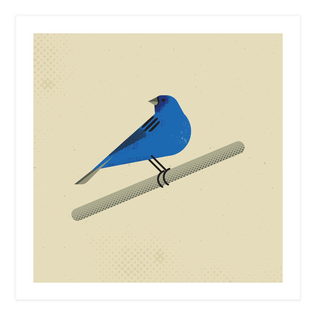 Indigo Bunting  (Print Only)