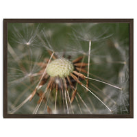 Dandelion Seeds